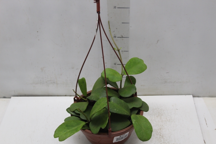 <h4>HOYA C21 VARIADO SEM FLOR</h4>