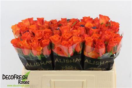 <h4>R Gr Orange Beauty</h4>