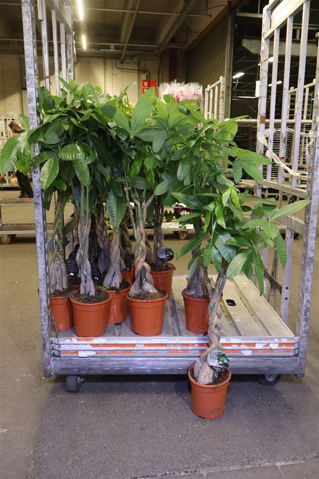 <h4>Pachira Aquatica</h4>