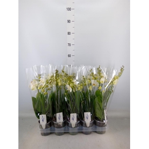 Phalaenopsis  'Ant Inverness'