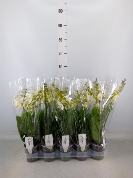 <h4>Phalaenopsis  'Ant Inverness'</h4>