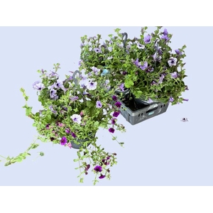 HANGING BASKETS