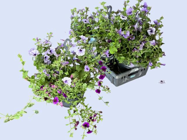 <h4>HANGING BASKETS</h4>