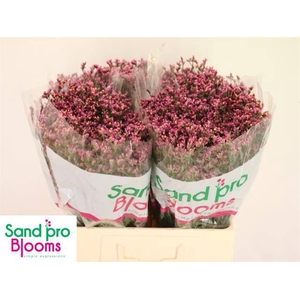 LIM SIN TIFFANY DIAM