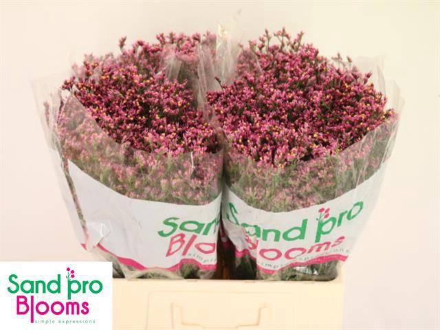 <h4>LIM SIN TIFFANY DIAM</h4>