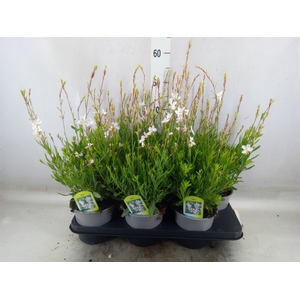 Gaura lindheimeri 'Belleza White'