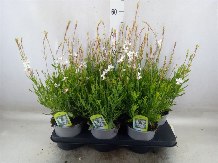 <h4>Gaura lindheimeri 'Belleza White'</h4>