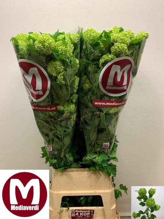 <h4>VIBURNUM ROSEUM ST</h4>