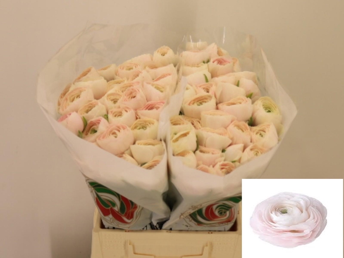 <h4>RAN SU HANOI</h4>