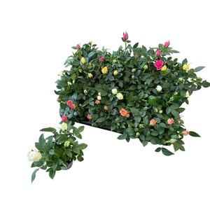 RO KORDANA GEM 4 SRT