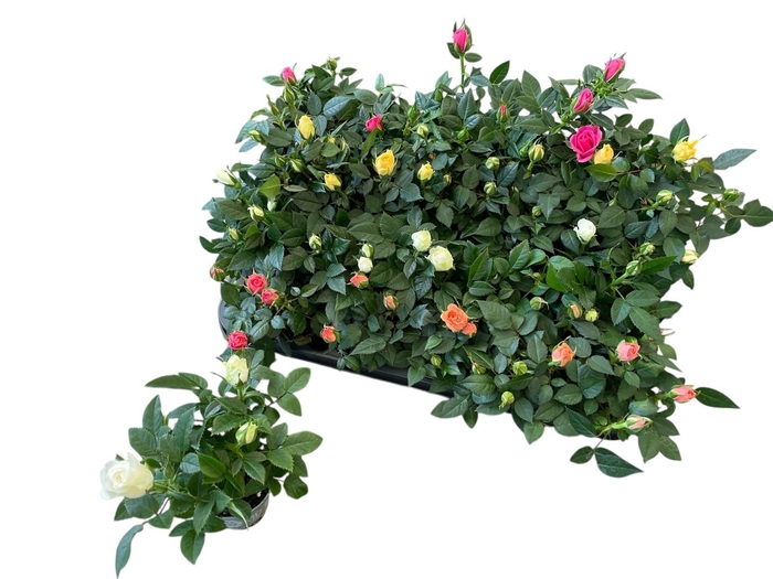 <h4>RO KORDANA GEM 4 SRT</h4>