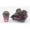Aeonium Ab Velours