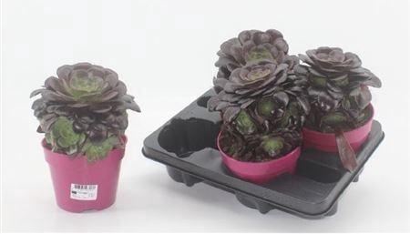 <h4>Aeonium Ab Velours</h4>
