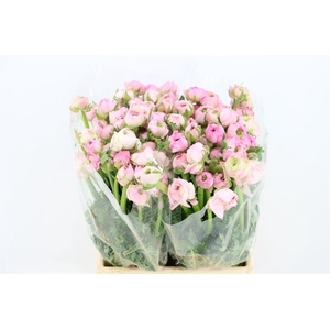 Ran Amandine Marshmallow L Pink