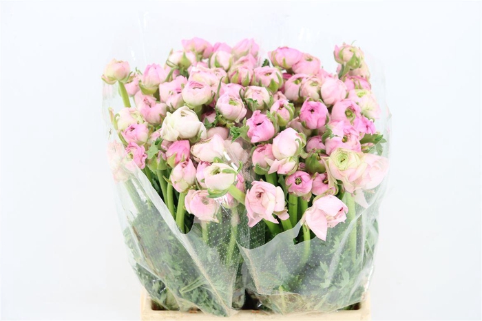 <h4>Ran Amandine Marshmallow L Pink</h4>