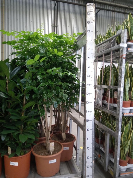 <h4>Radermachera sinica</h4>