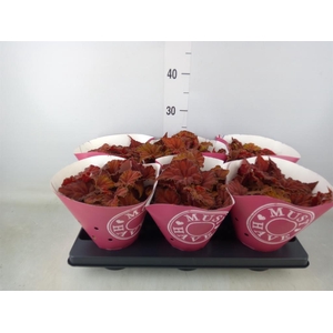 Begonia BD 'Beleaf Amber Love'