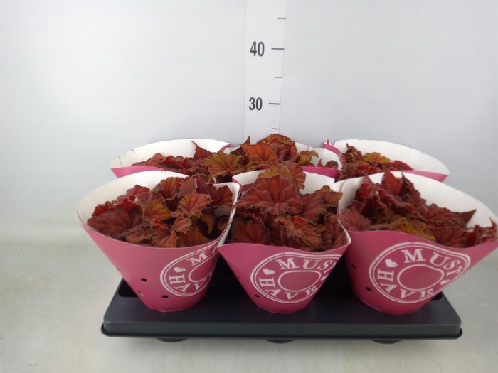 <h4>Begonia BD 'Beleaf Amber Love'</h4>