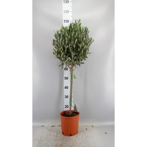 Olea europaea