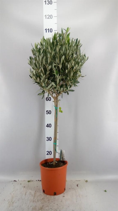 <h4>Olea europaea</h4>