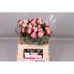 Paeonia Angel Cheeks | Heavy Quality
