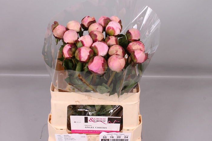 <h4>Paeonia Angel Cheeks | Heavy Quality</h4>