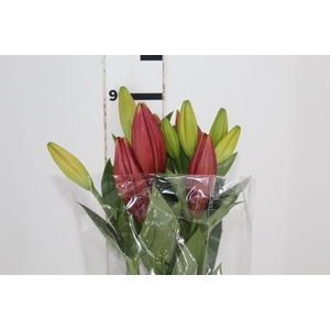 LIRIO LA POKERFACE 090 CM HT 2/3 FLS VERMELHO