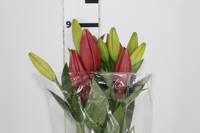 <h4>LIRIO LA POKERFACE 090 CM HT 2/3 FLS VERMELHO</h4>