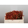 Rozenbottel Autumn Rosefruits