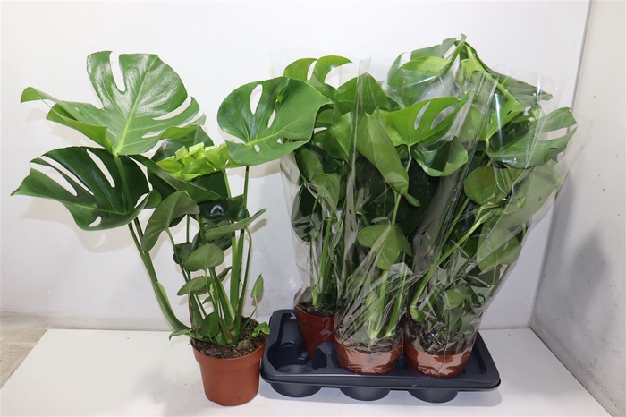 arr8 Monstera Deliciosa