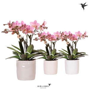 Kolibri Orchids Phalaenopsis Jewel Treviso 4 spike in Stones pot mix