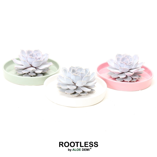 <h4>ROOTLESS Echeveria lilacina, Octopus bowl</h4>