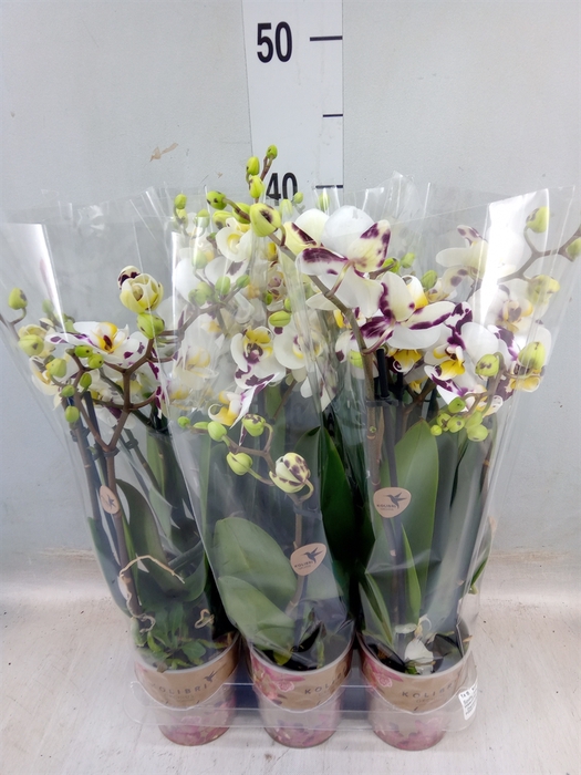 <h4>Phalaenopsis multi.   ...</h4>