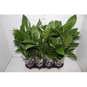 SPATHIPHYLLUM 3 FLORES P15 MIN 3 HT COM FLOR