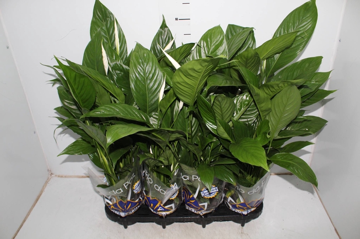 SPATHIPHYLLUM 3 FLORES P15 MIN 3 HT COM FLOR
