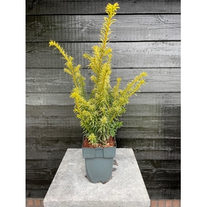 Taxus baccata 'Goldstrike'