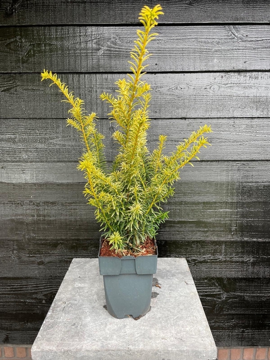 <h4>Taxus baccata 'Goldstrike'</h4>