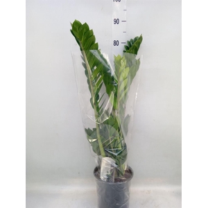 Zamioculcas zamiifolia