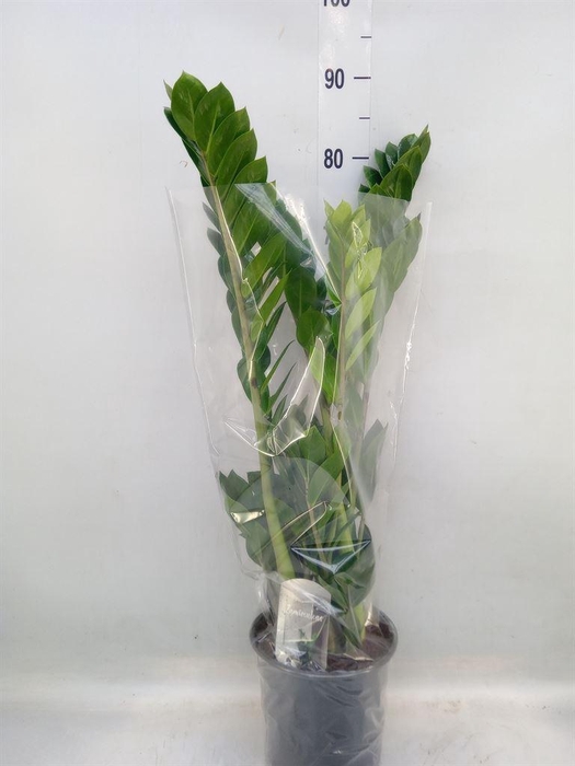 <h4>Zamioculcas zamiifolia</h4>