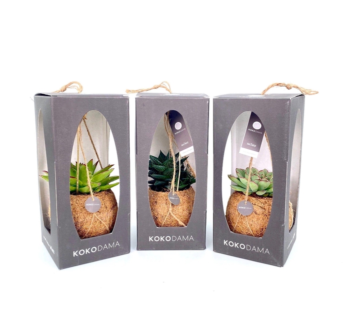 <h4>Kokodama 12 cm Gift Package Succulent</h4>