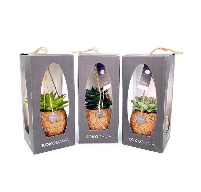 <h4>Kokodama 12 cm Gift Package Succulent</h4>