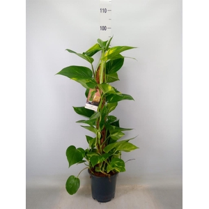 Epipremnum pinn.   ...moss stick