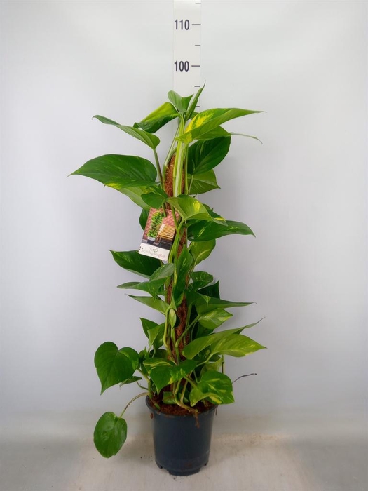 <h4>Epipremnum pinn.   ...moss stick</h4>