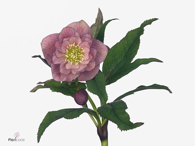 HELL OR QUEENS DB PI