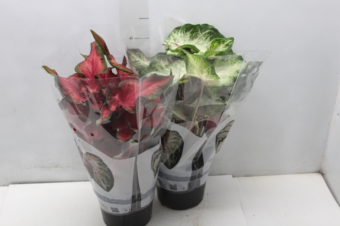 <h4>CALADIUM VARIADO P17</h4>