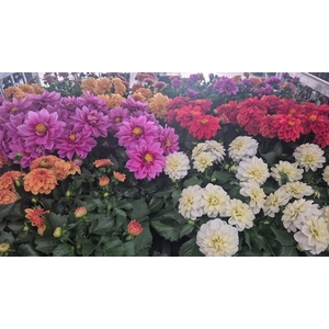 DAHLIA MIXK 5 KL