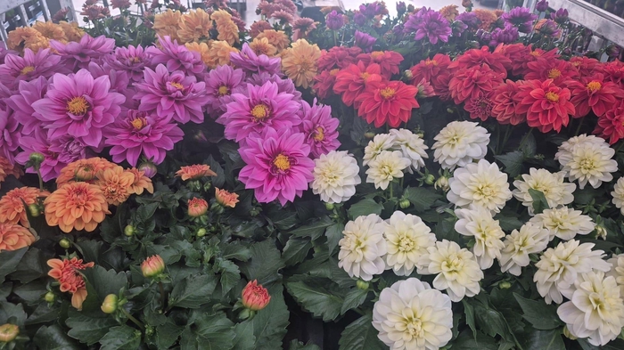 <h4>DAHLIA MIXK 5 KL</h4>