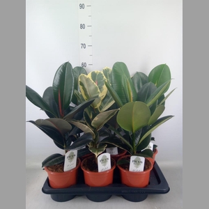 Ficus elastica   ...mix 3