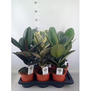 Ficus elastica   ...mix 3