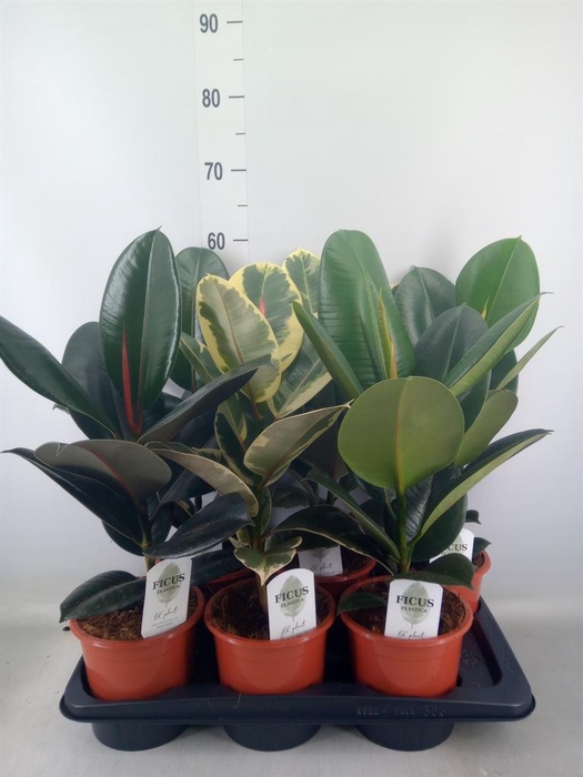 <h4>Ficus elastica   ...mix 3</h4>